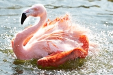 Flamingo spürt Frühlingserwachen